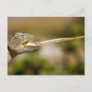 Recherche de chameleon cartes postales Faune