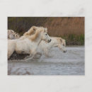 Recherche de cheval camargue cartes postales Galerie jaynes