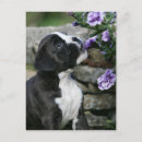Zoek naar boxer dog briefkaarten Bob en pam langrish