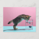 Recherche de de chat siamois cartes postales Jeune animal