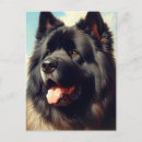 Recherche de bouvier cartes postales Chien