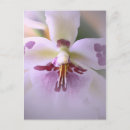 Recherche de orchidées exotiques cartes postales Violet