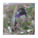 Recherche de colibri carreaux Mignon