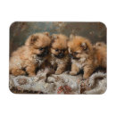 Recherche de chiot vintage magnets Mignon