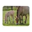 Recherche de poulain magnets Jument