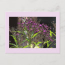 Recherche de fleurs violettes cartes postales Photographie