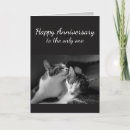Recherche de chat aimé Mignon