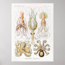 Recherche de vintage octopus posters Nature