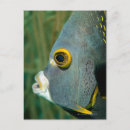Recherche de tête animale cartes postales Extérieur