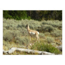 Zoek naar antilope posters Nationaal park