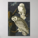 Recherche de snowy owl posters Hibou