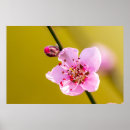 Recherche de blumen posters Blühen