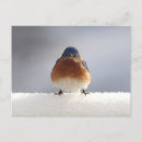Zoek naar lijsters posters Oostelijke blauwe lijster