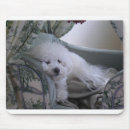 Recherche de bichons tapis souris Frise