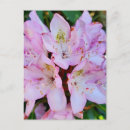 Recherche de rhododendron cartes postales Printemps