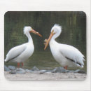 Recherche de deux oiseaux tapis souris Photographie