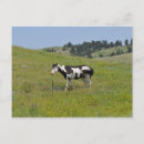 Recherche de cheval pinto cartes postales Chevaux