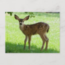 Recherche de faon cartes postales Animaux