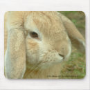 Recherche de lapin de miel Animal