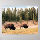 Recherche de bison posters États unis