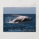 Recherche de surfeurs cartes postales Océan