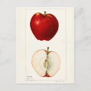 Zoek naar appelen briefkaarten Fruit
