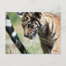 Recherche de tigre sumatran cartes postales Animal