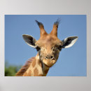 Recherche de giraffe portrait posters Mammifère
