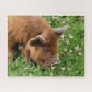 Zoek naar varkens puzzels Schatje