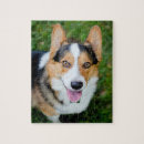 Zoek naar pembroke welsh corgi puzzels Dog