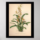 Zoek naar rode orchidee posters Orchideeën