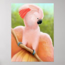 Recherche de cockatoo posters Moluccan