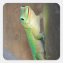Recherche de reptile autocollants Photographie