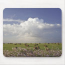 Recherche de cosmos tapis souris Rose