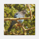Recherche de geai bleu magnets Arbre