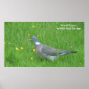 Recherche de pigeons posters Faune