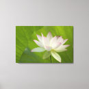 Recherche de kenilworth posters Floraison