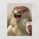 Zoek naar roofvogels briefkaarten Close up