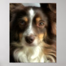 Recherche de chien berger australien posters Animal de compagnie