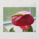 Recherche de fleur photographie Toute personne