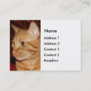 Zoek naar ginger visitekaartjes Kat