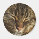 Recherche de sommeil magnets Amour