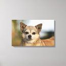 Recherche de capture impressions sur toile Photographe canin