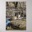 Recherche de oiseau sauvage posters Arbres