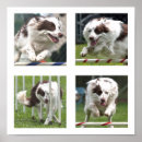 Recherche de agility posters Dog