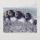 Recherche de hirondelles cartes postales Animal