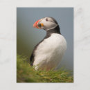 Recherche de macareux cartes postales Animaux