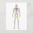 Zoek naar van de bloedsomloop posters Verticaal