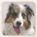 Recherche de australien dessous de verres Australishepherd