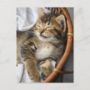Recherche de cuttest cartes postales Chat tabby